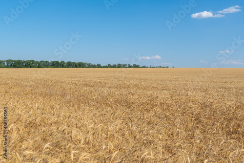 Golden Wheat Field with ripe ears of corn