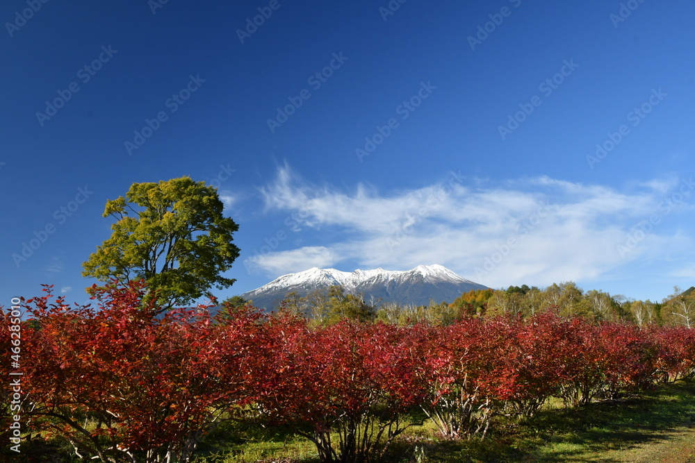 開田高原　ブルーベリーの紅葉　秋の空と雲