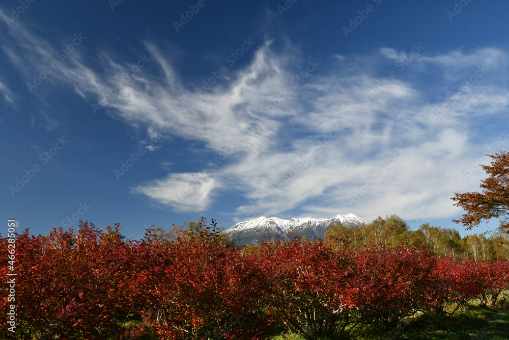 開田高原　ブルーベリーの紅葉　秋の空と雲