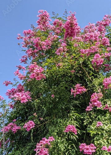 pink flowers in the garden