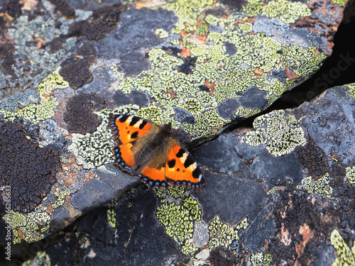 Bright imago Aglais urticae  Small Tortoiseshell butterfly on a mottled stone  close up. Migration of butterflies.