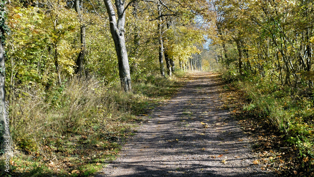 Fototapeta premium Weg in der Herbstsonne
