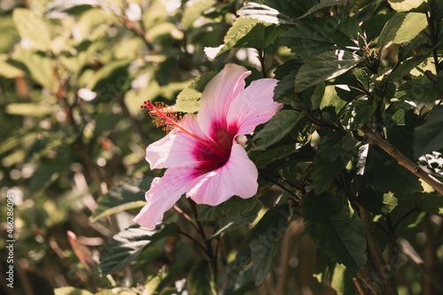 Flor tropical