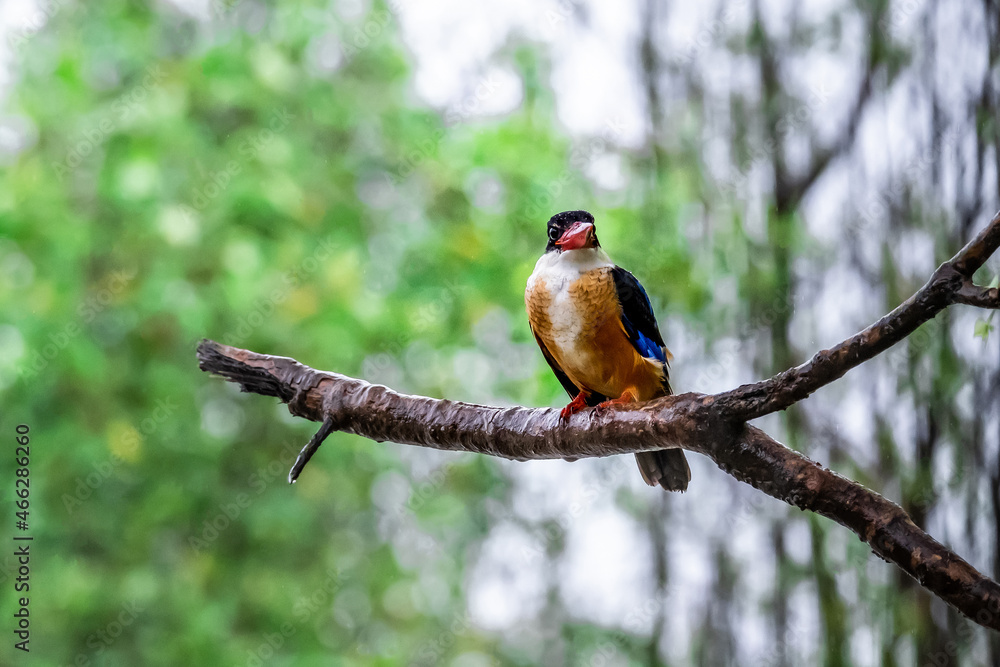 Beautiful Black-capped Kingfisher perching on branch and searching fish, morning light, winter visitor bird of Thailand. Beautiful Black-capped Kingfisher perching on branch and searching fish, morning light, winter visitor bird of Thailand.