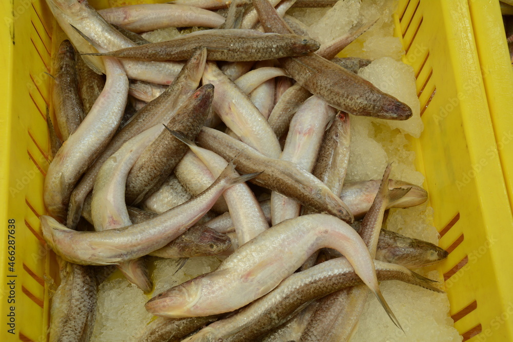 Fresh fish of the Mediterranean sea at the East Arab market of old City of Acre (Akko). Israel