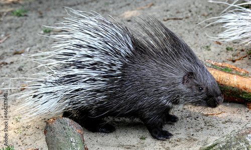 Closeup shot of a porcupine photo