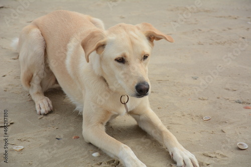 Ginger dog laying on sand. Adult domestic dog on a beach. Listening his master voice