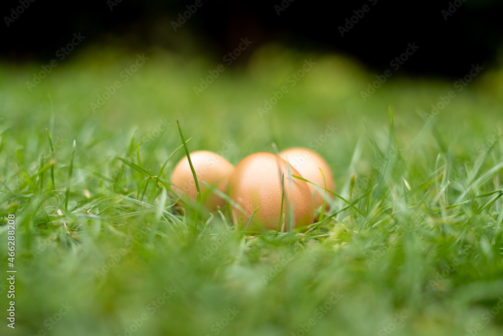 Des œufs bio dans l'herbe