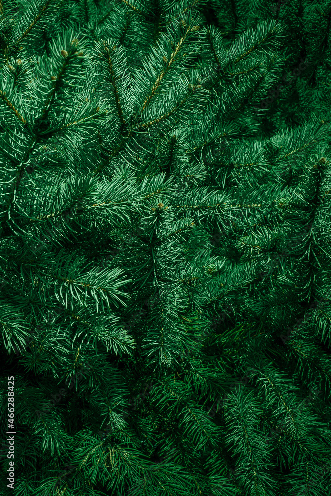 Christmas fir tree branches Background. Christmas pine tree wallpaper. Copy space.. - obrazy, fototapety, plakaty 