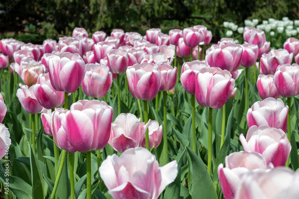 Obraz premium Pink and White Tulips in Field