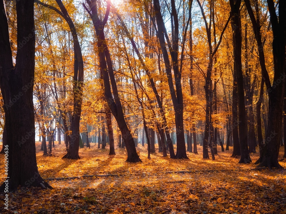 Fototapeta premium October in the park, sunny autumn day in the forest. 