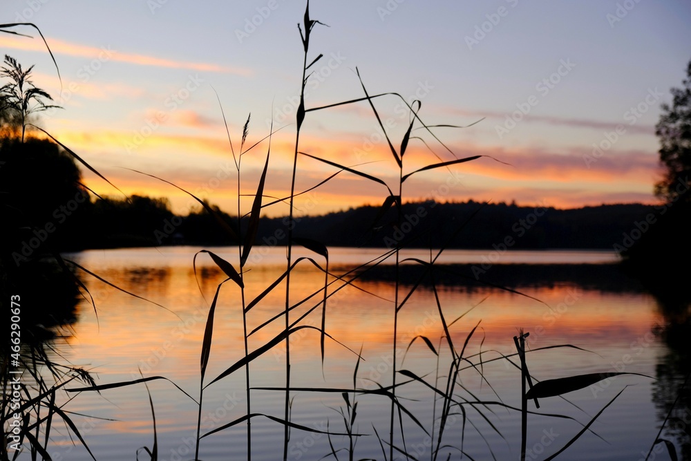 Beautiful scenery of sunrise over lake with black silhouettes of grass on foreground. 