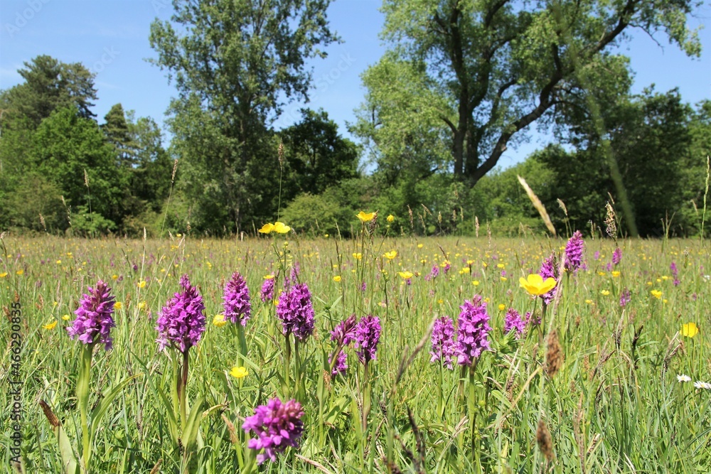 a group purple wild orchids in a wet grassland with trees in springtime a group purple wild orchids in a wet grassland with trees in springtime