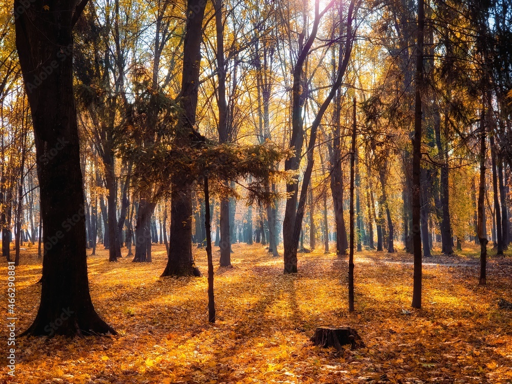 Fototapeta premium October in the park, sunny autumn day in the forest. 
