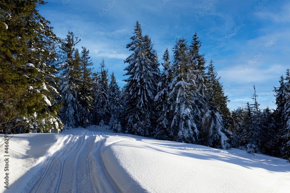 Fascinating sunny landscape of a winter forest Fascinating sunny landscape of a winter forest