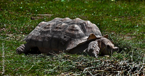 African spurred tortoise eats grass on the lawn. Latin name - Geochelone sulcata 