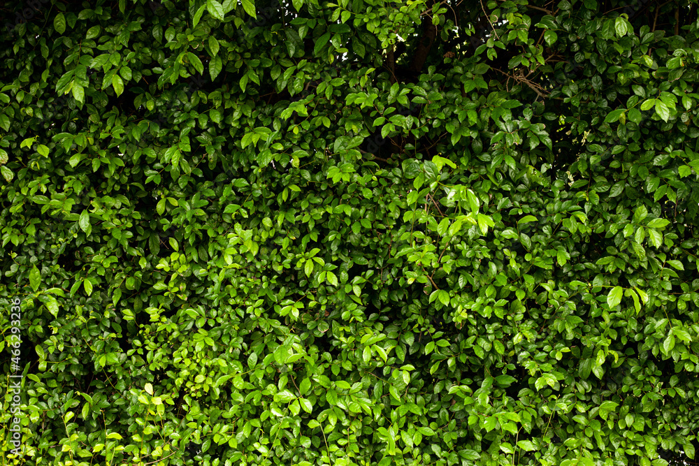 Full Frame of Green Leaves Pattern Background, Nature Lush Foliage Leaf  Texture , tropical leaf
