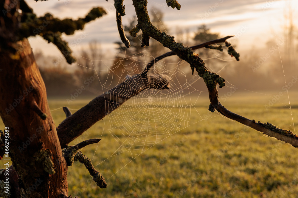 spiderweb on a branch