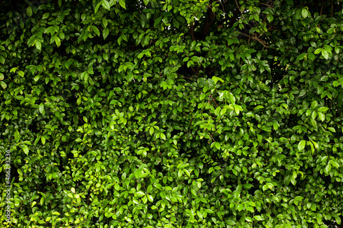Full Frame of Green Leaves Pattern Background, Nature Lush Foliage Leaf  Texture , tropical leaf