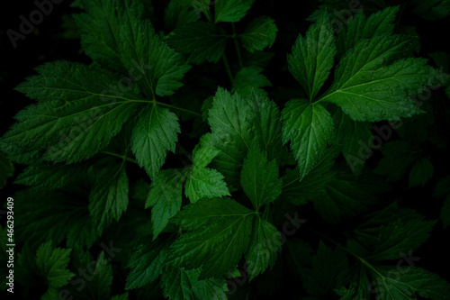 Full Frame of Green Leaves Pattern Background, Nature Lush Foliage Leaf Texture , tropical leaf