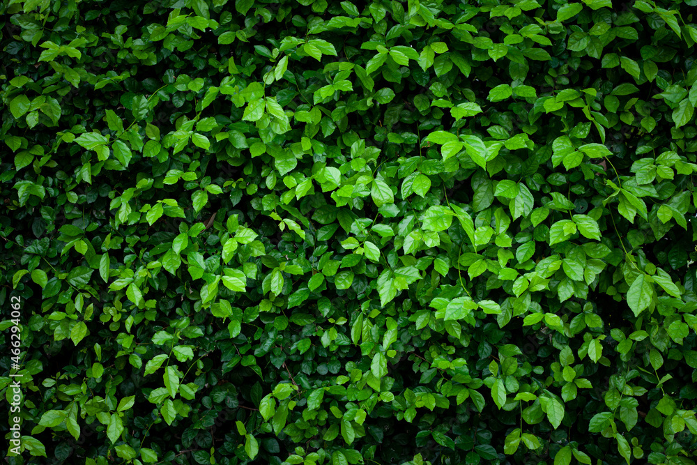Full Frame of Green Leaves Pattern Background, Nature Lush Foliage Leaf Texture , tropical leaf Full Frame of Green Leaves Pattern Background, Nature Lush Foliage Leaf Texture , tropical leaf
