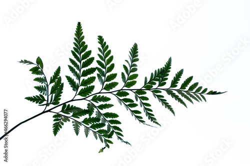 tropical fern leaf isolated on white background, summer background © Nabodin
