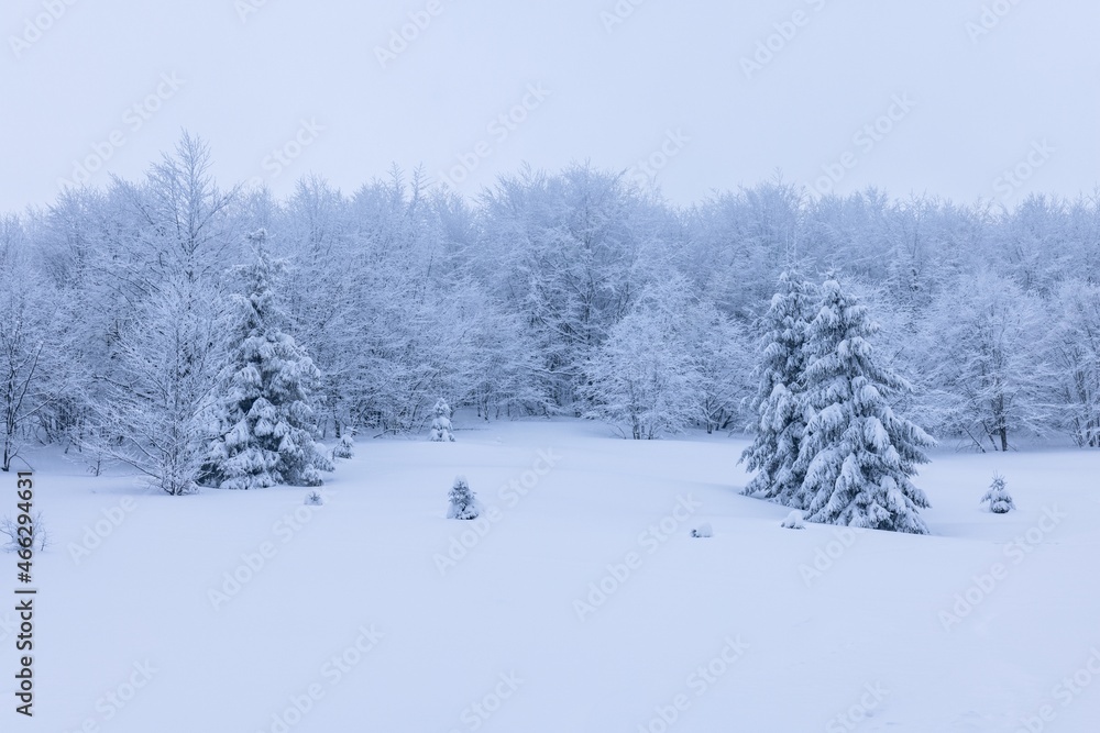 Harsh winter landscape beautiful snowy fir trees Harsh winter landscape beautiful snowy fir trees