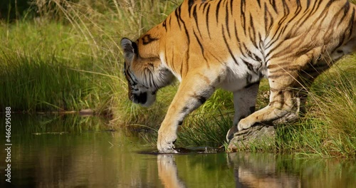 Large tiger walking into to the water to drink in the forest