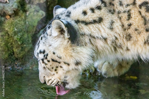 leopardo delle nevi parco natura viva photo