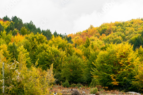 Fototapeta Naklejka Na Ścianę i Meble -  Fall season in Albania. Colorful autumn forest landscape