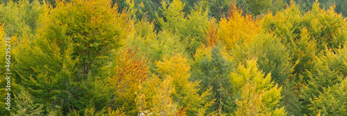 Fall season in Albania. Colorful autumn forest landscape