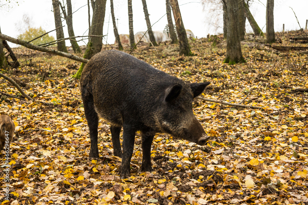 Sergiev Posad, Russia - 17 October 2021: Autumn view of wild boars in the forest Sergiev Posad, Russia - 17 October 2021: Autumn view of wild boars in the forest