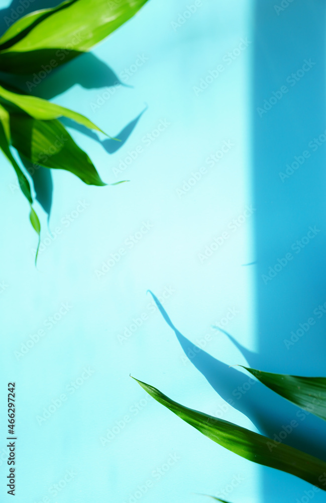 Obraz premium Background, texture, light blue, blurry, with leaves, bright sunlight and shadows, vertical .