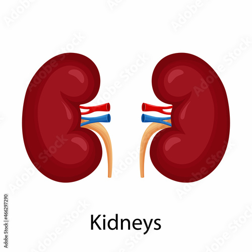 Kidneys. Illustration of left and right kidney. Human internal organ. Concept of urinary system endocrine system. Detailed flat vector design for educational anatomy book