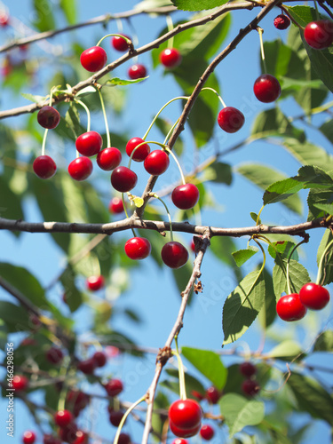 A lot of ripe cherries on a tree branch. Ripe red berries.
