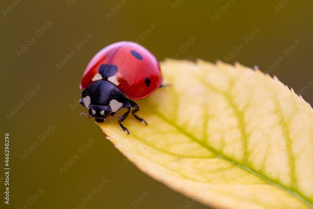 Fototapeta premium Ladybug on the leaf in the garden