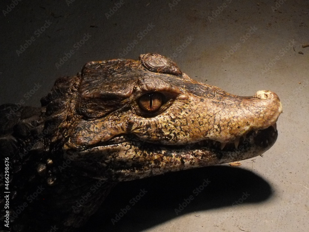 Obraz premium crocodile