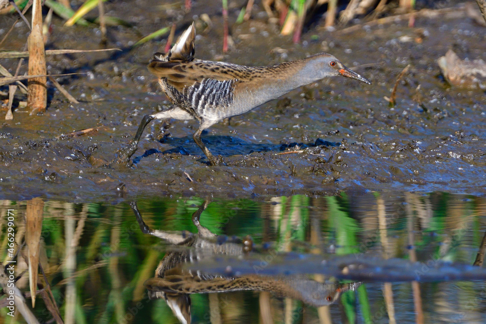 Wasserralle am Morgen im Herbst bei der Jagd in der Oberlausitz Wasserralle am Morgen im Herbst bei der Jagd in der Oberlausitz