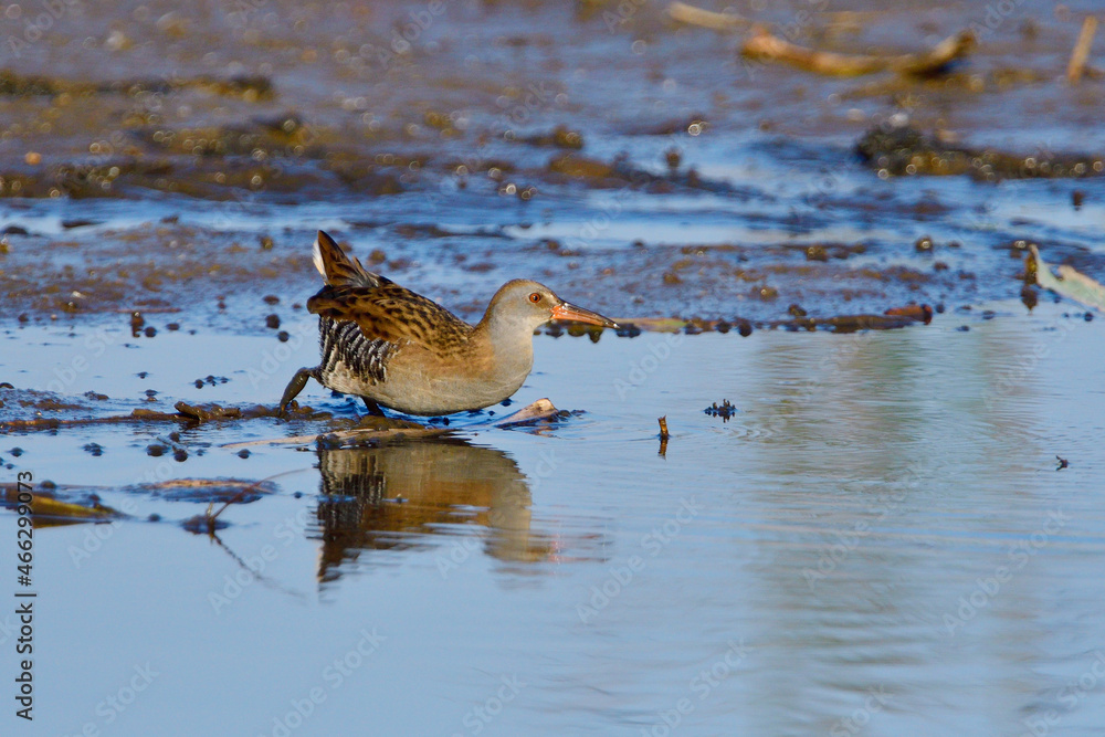 Wasserralle am Morgen im Herbst bei der Jagd in der Oberlausitz Wasserralle am Morgen im Herbst bei der Jagd in der Oberlausitz