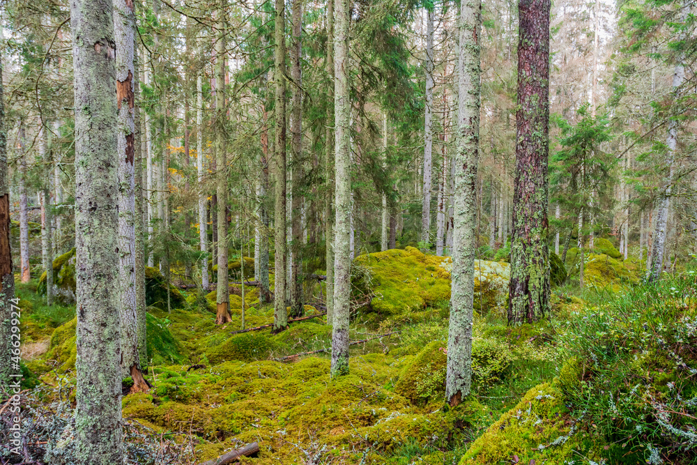 Obraz premium forest in autumn