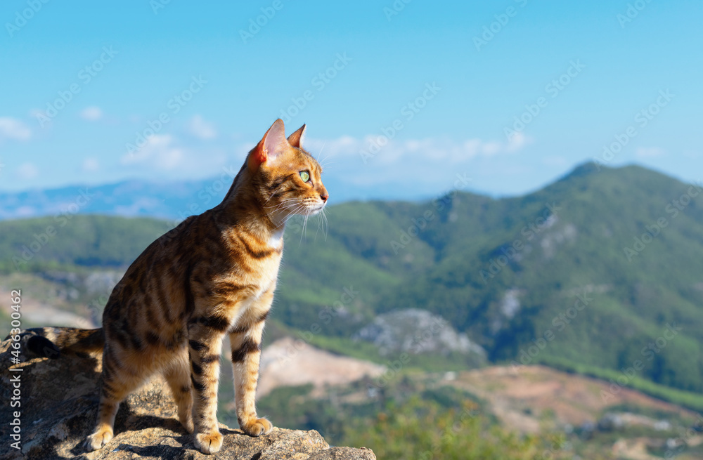 Φωτογραφία The gaze of a pet that has climbed to the top of the mountain is directed into the distance