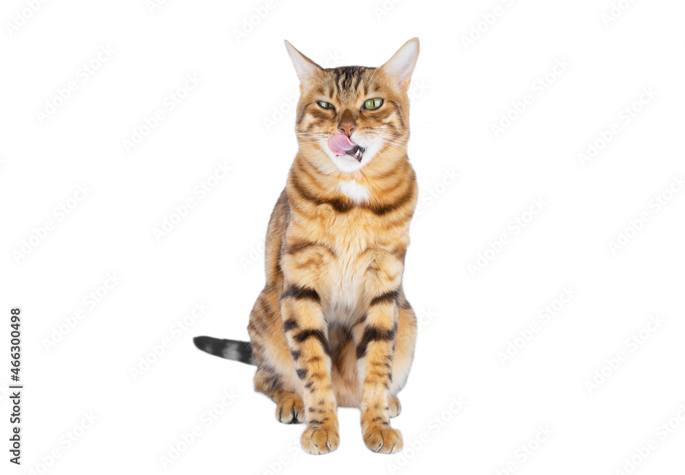 The cat with an angry face licks its lips. The cat with an angry face licks its lips.