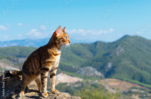 The gaze of a pet that has climbed to the top of the mountain is directed into the distance.