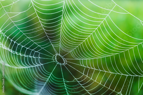 spider web on green leaf in meadow