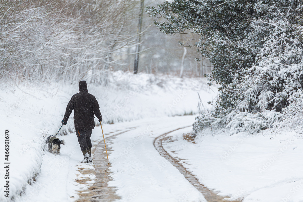 An unknown person walking their dog in the middle of a heavy blizzard in the British countryside An unknown person walking their dog in the middle of a heavy blizzard in the British countryside