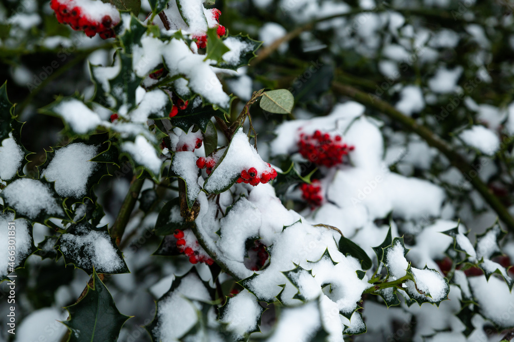 Red ivy berries covered in snow during the winter Red ivy berries covered in snow during the winter
