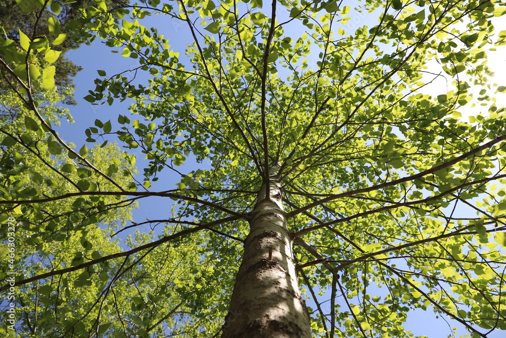 Fototapeta premium The crown of a tree with young green leaves against a blue sky on a spring morning
