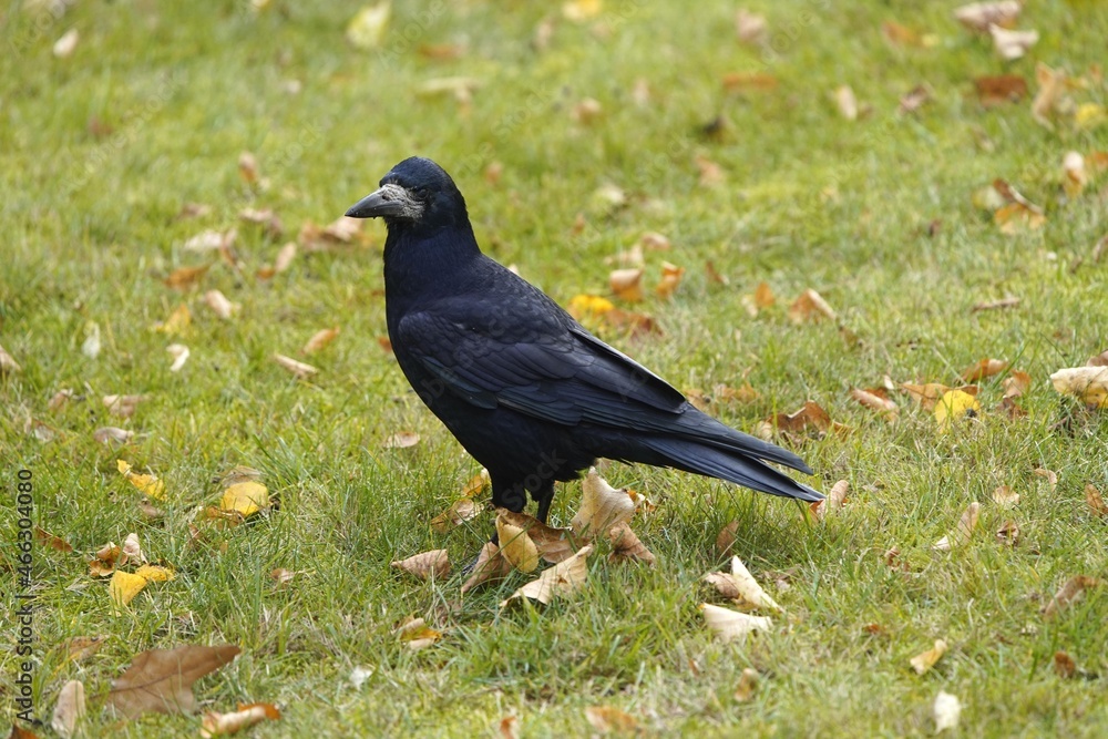 The rook (Corvus frugilegus) is a member of the Corvidae in the passerine order of birds. As a winter guest from Russia in Hanover from October to the end of March. The rook (Corvus frugilegus) is a member of the Corvidae in the passerine order of birds. As a winter guest from Russia in Hanover from October to the end of March.