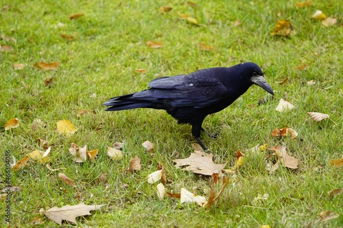 The rook (Corvus frugilegus) is a member of the Corvidae in the passerine order of birds. As a winter guest from Russia in Hanover from October to the end of March.  photo