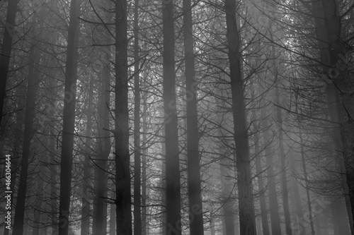 Foggy pinewoods at dusk